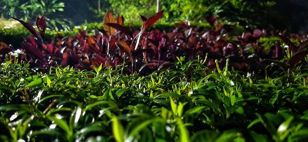 Close-up of flowering plants on field