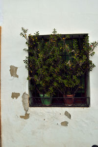 Plants growing on wall