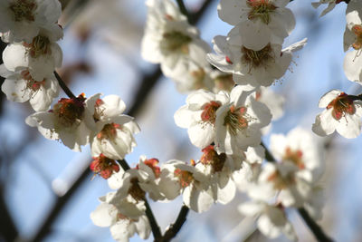 Close-up of cherry blossom