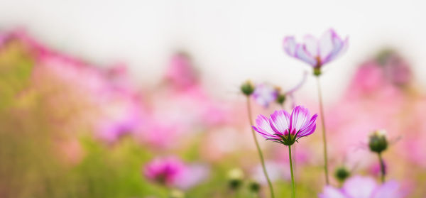 Close-up of pink flowering plant