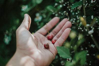 Cropped hand holding fruits against plants