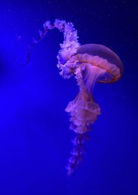 Close-up of jellyfish swimming in sea
