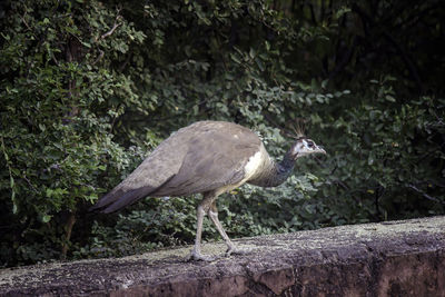 Bird perching on a wall