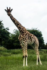 Giraffe standing on field against sky