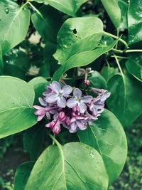 Close-up of pink flowering plant