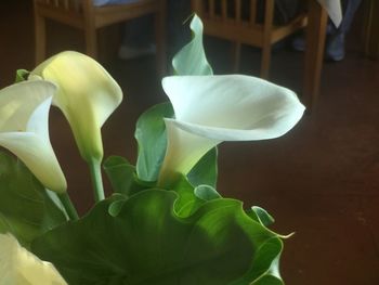 Close-up of white rose