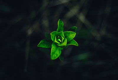 Directly above shot of leaf