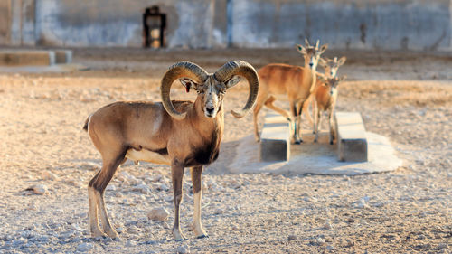 Horse standing on field