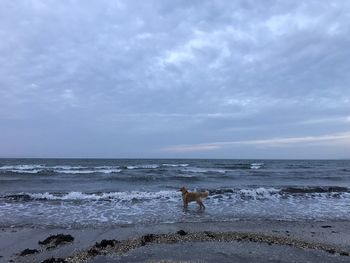 Dog on beach against sky