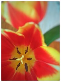 Close-up of day lily blooming outdoors