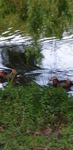 Ducks swimming in lake