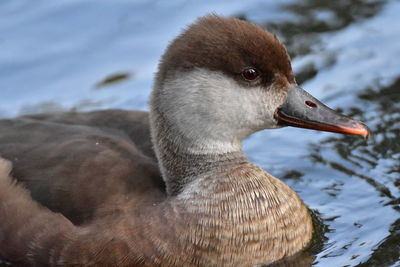 Close-up of duck swimming in lake