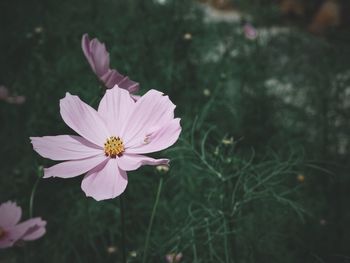 Close-up of pink cosmos flower