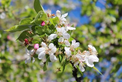 Close-up of apple blossoms in spring