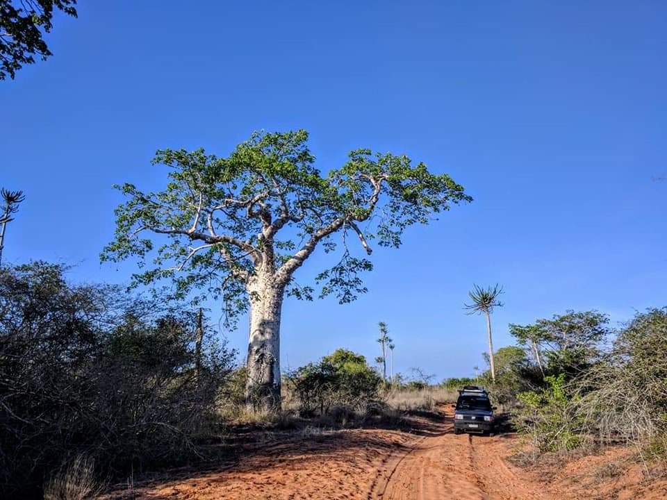 tree, transportation, plant, blue, mode of transportation, sky, clear sky, nature, car, land vehicle, motor vehicle, land, no people, road, day, environment, landscape, travel, beauty in nature, copy space, outdoors, sports utility vehicle