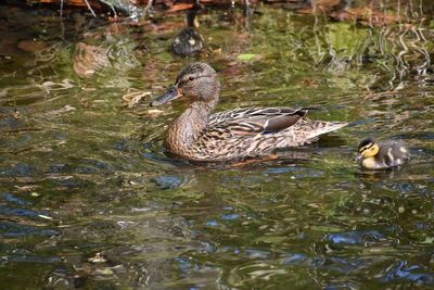 Duck swimming in lake