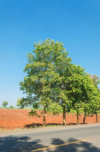 Trees on road against clear blue sky
