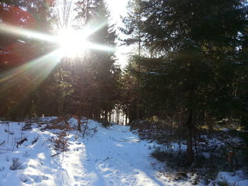 Low angle view of trees during winter