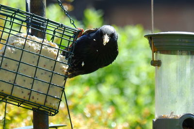 Close-up of bird perching in cage