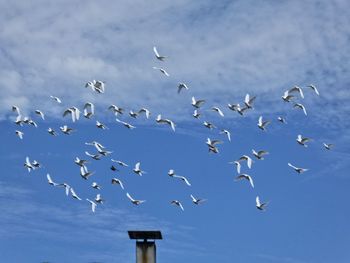 Low angle view of birds flying against sky