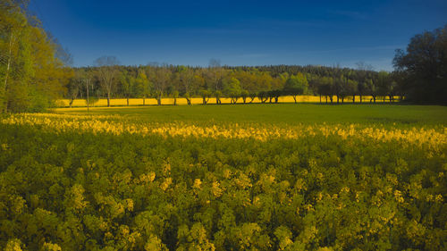 Scenic view of oilseed rapeseed field
