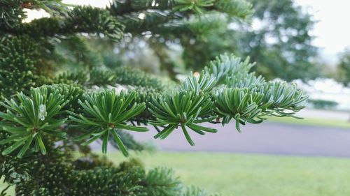 Close-up of pine tree