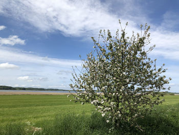 Tree and field in beautiful nature in denmark
