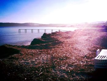 Sun shining through trees
