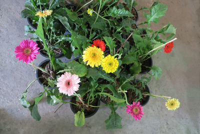 High angle view of flowers blooming outdoors