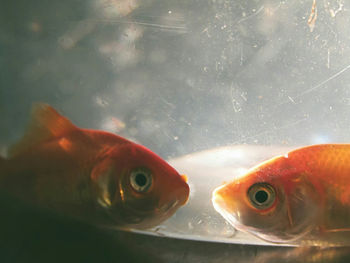 Close-up of fish swimming in water