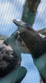 Close-up of bird perching