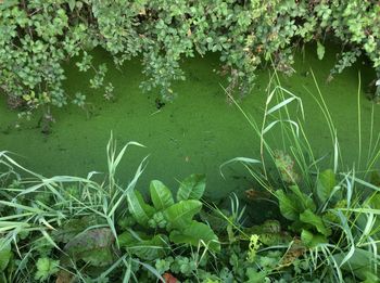Close-up of fresh green plants in water