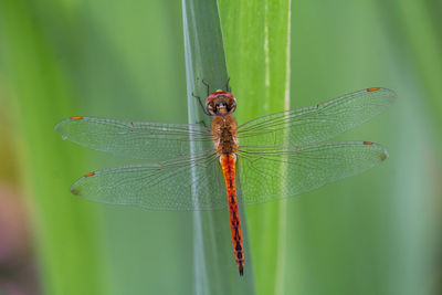 Close-up of dragonfly on leaf