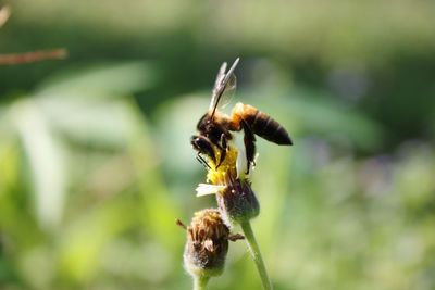 Close-up of bee pollinating on flower