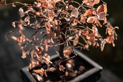 Close-up of autumn leaves on tree