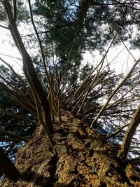 Low angle view of tree trunk