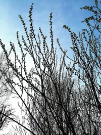 Low angle view of silhouette bare tree against sky