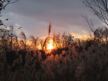 Scenic view of landscape at sunset