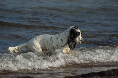 Dog walking at beach