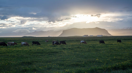 Horses grazing in a field