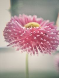 Close-up of pink flower blooming outdoors