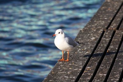 High angle view of seagull perching on wood