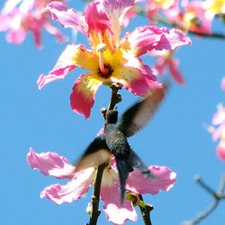 Close-up of hummingbird hovering by pink flower against sky