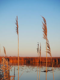 Sunset glow on wild grass by the lake