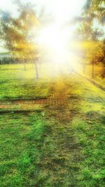 Trees on grassy field