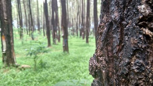 Close-up of tree trunk in forest