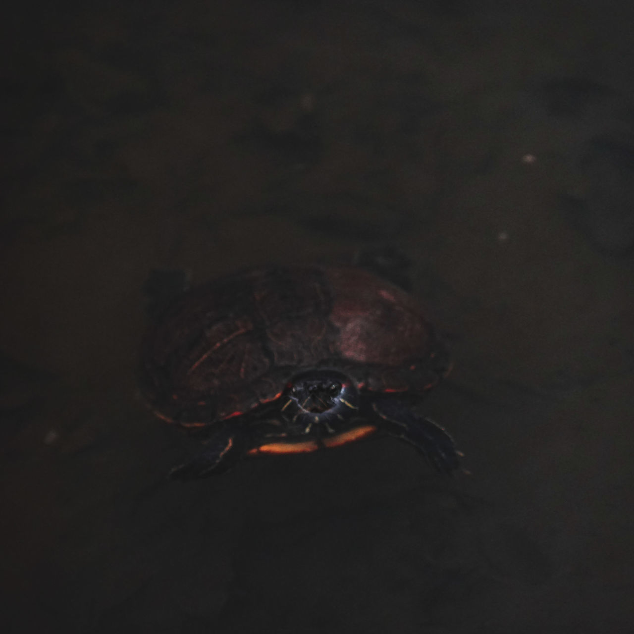 HIGH ANGLE VIEW OF A SHELL