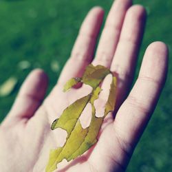 Cropped image of hand holding damaged leaf