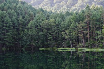 Scenic view of forest