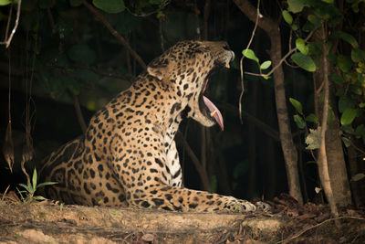 Close-up of leopard